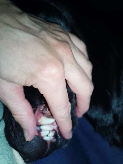 Ist Trockenfutter schädlich?-Beitrag-Bild