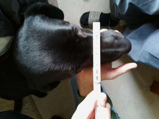 Wie sitzt mein Maulkorb / Maulkorb-Beratung-Beitrag-Bild