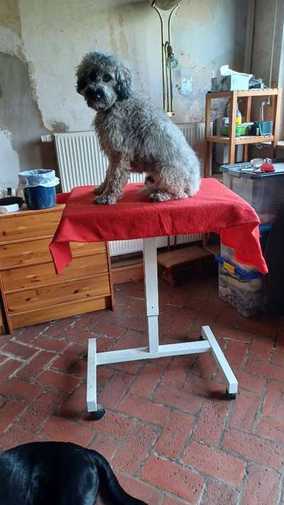 Alles rund um den Pudel-Beitrag-Bild