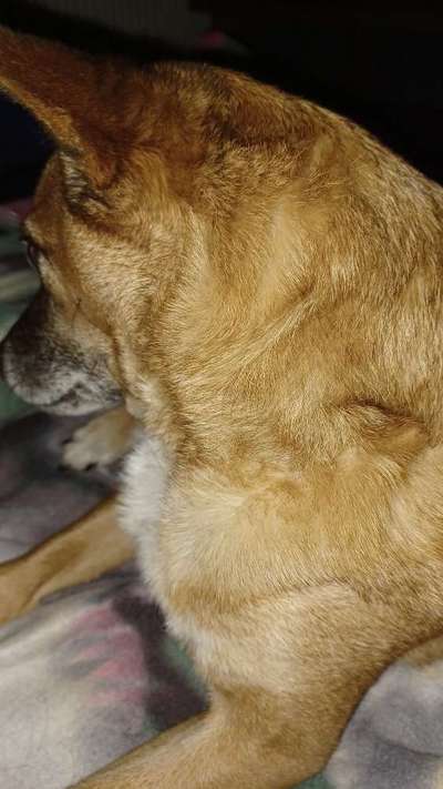 Dogorama Photo Challenge - Details Ganz nah-Beitrag-Bild