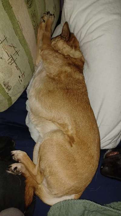 Dogorama Photo Challenge - Frühjahrsmüdigkeit-Beitrag-Bild