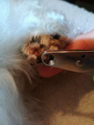 Dunkle Krallen schneiden-Beitrag-Bild