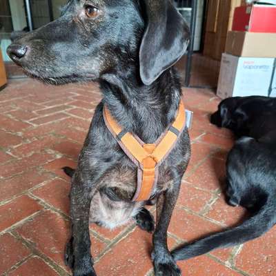 Gangbild/-analyse-Beitrag-Bild