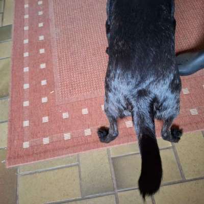 Gangbild/-analyse-Beitrag-Bild