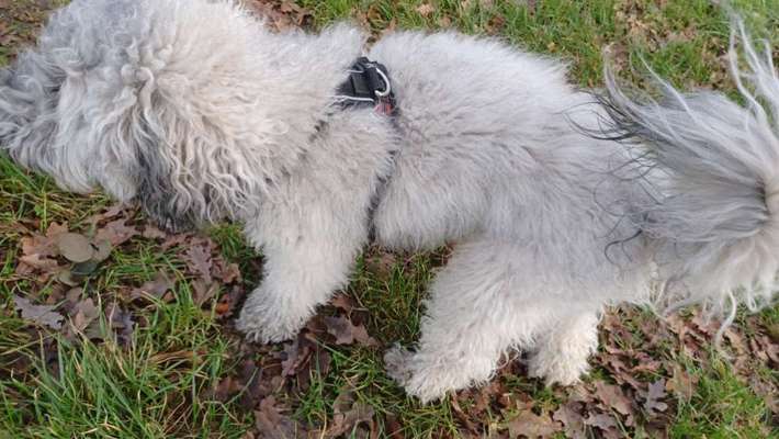 Wie sitzt mein Geschirr?-Beitrag-Bild