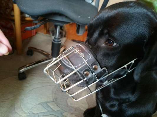 Wie sitzt mein Maulkorb / Maulkorb-Beratung-Beitrag-Bild