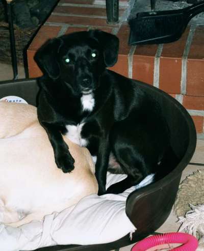 Kleiner Münsterländer!-Beitrag-Bild