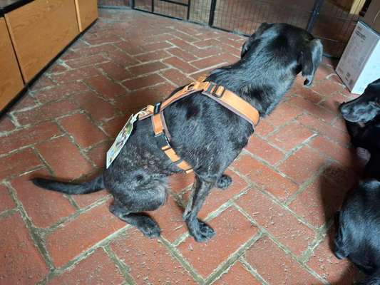 Wie sitzt mein Geschirr?-Beitrag-Bild