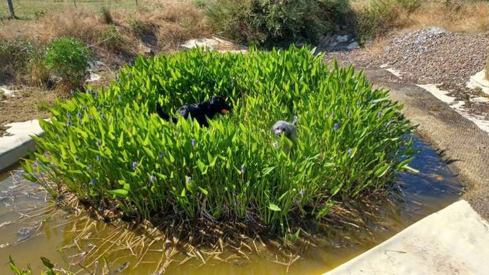 Farben Fotochallenge Thema ,,Grün"-Beitrag-Bild