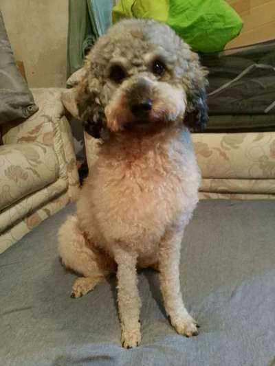 Alles rund um den Pudel-Beitrag-Bild