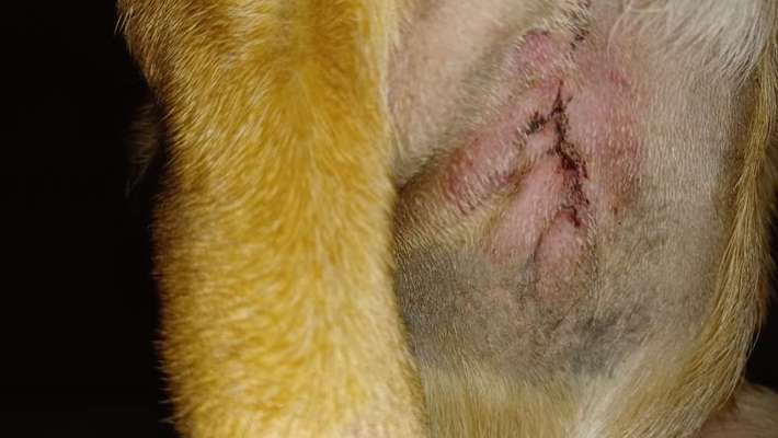 Knubbel entfernen ja oder nein?-Beitrag-Bild