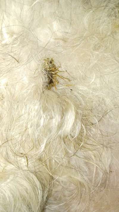 Austausch über Tibetdoodle-Beitrag-Bild