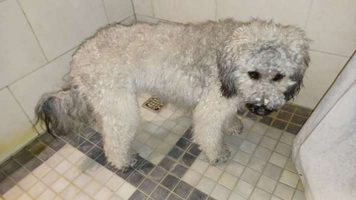 Alles rund um den Pudel-Beitrag-Bild