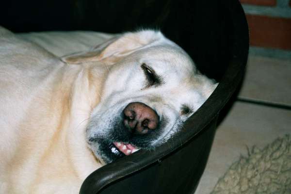 Dogorama Photo Challenge - Frühjahrsmüdigkeit-Beitrag-Bild