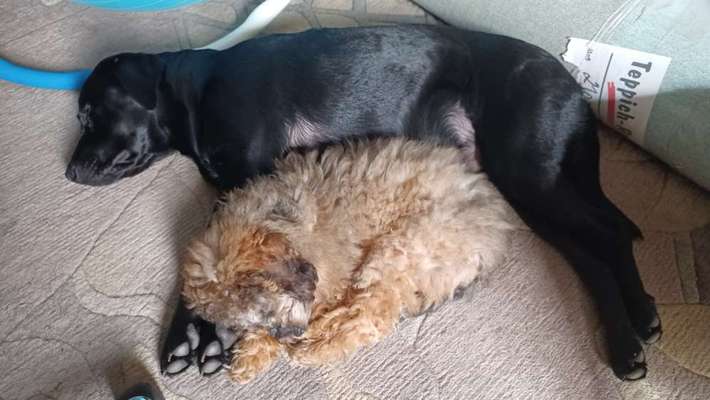 Die schönsten Hundekuschelbilder-Beitrag-Bild