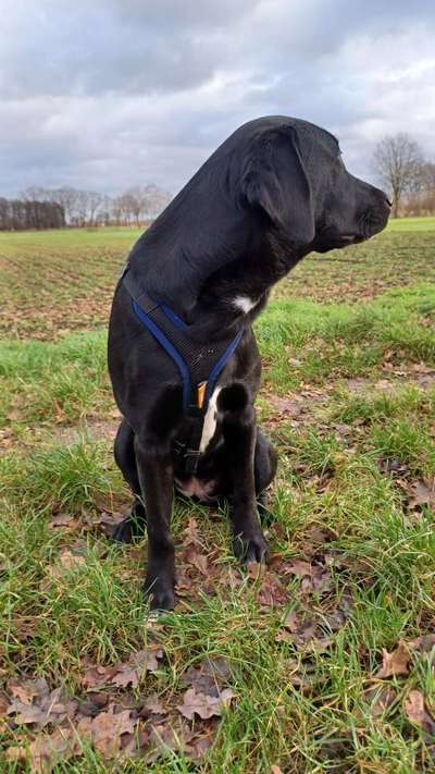 Wie sitzt mein Geschirr?-Beitrag-Bild