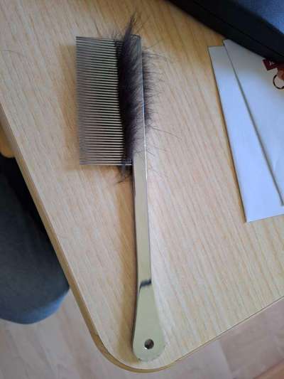 Bürste für empfindlichen Labrador-Beitrag-Bild