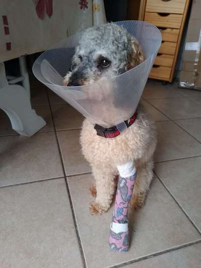 Fixateur extern - wie geht man damit um?-Beitrag-Bild