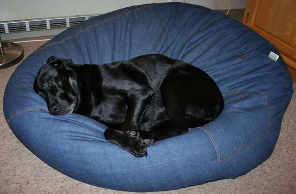 11. Collagen-Challenge
Dein*e Hund*e in verschiedenen Lebensphasen-Beitrag-Bild