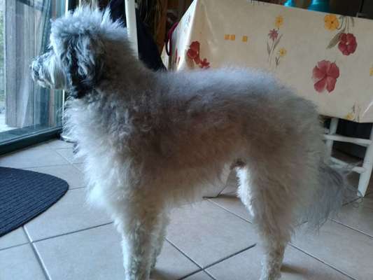 Hund zu dick?-Beitrag-Bild