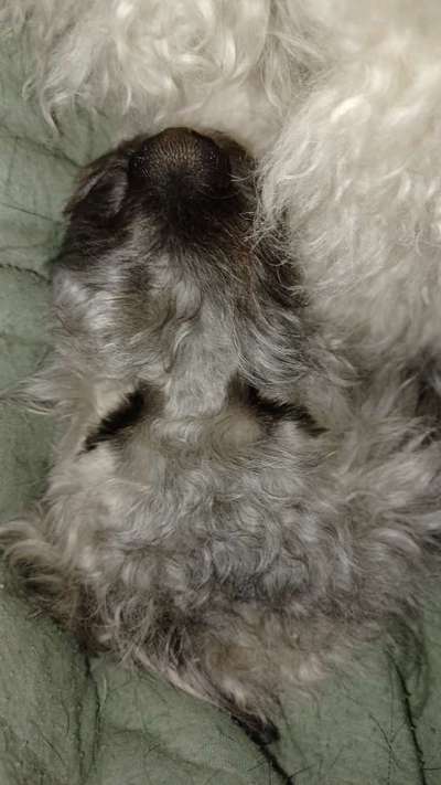 Austausch über Tibetdoodle-Beitrag-Bild