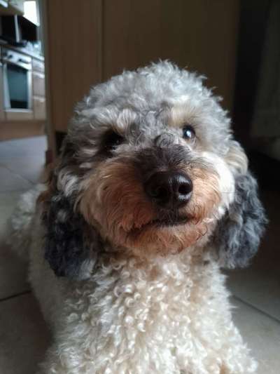 Vor dem Friseur - nach dem Friseur-Beitrag-Bild