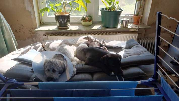 Die Liebe zum Sofa unterbinden-Beitrag-Bild