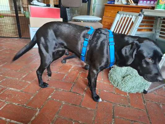 Wie sitzt mein Geschirr?-Beitrag-Bild