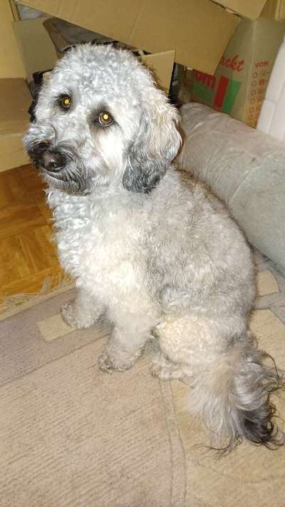 Austausch über Tibetdoodle-Beitrag-Bild