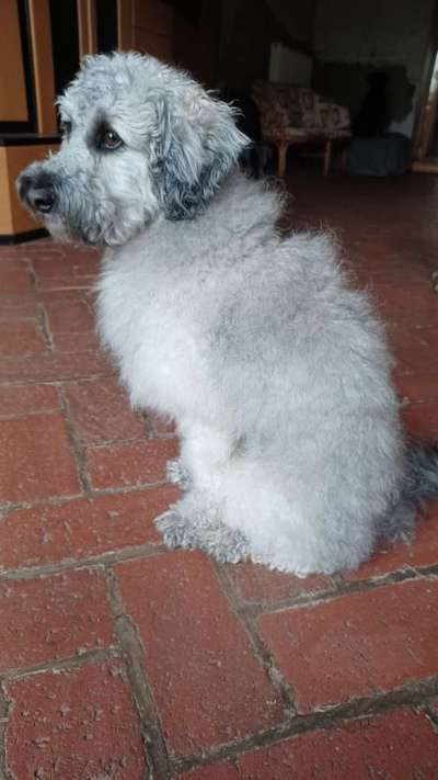 Austausch über Tibetdoodle-Beitrag-Bild