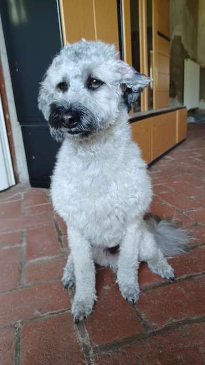 Austausch über Tibetdoodle-Beitrag-Bild