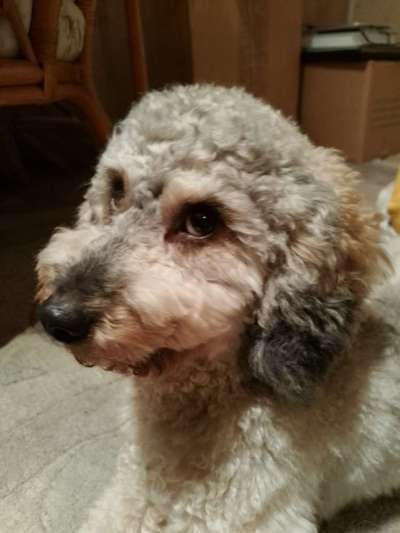 Austausch über Tibetdoodle-Beitrag-Bild