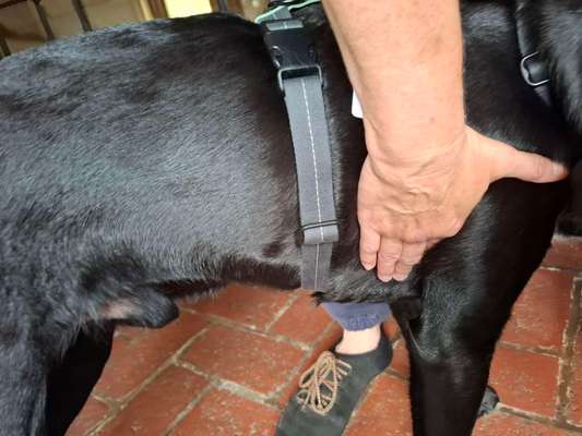 Wie sitzt mein Geschirr?-Beitrag-Bild