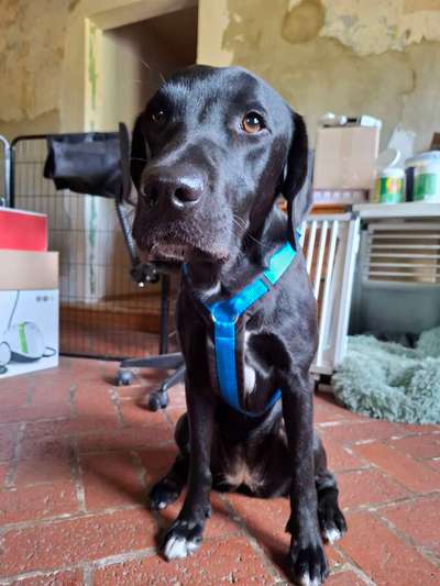 Wie sitzt mein Geschirr?-Beitrag-Bild