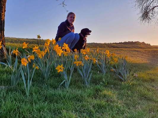 Challenge 23 : "  Euer Hund beim Frühlingserwachen "-Beitrag-Bild