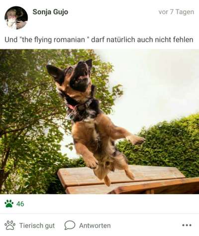 Challenge Nr. 16         Dynamik - Dein Hund in Bewegung-Beitrag-Bild