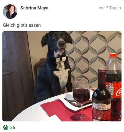 Fotochallenge 31 - Das perfekte Hundedinner-Beitrag-Bild