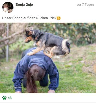 FOTOCHALLENGE:24  Thema: Hunde und ihre Tricks-Beitrag-Bild