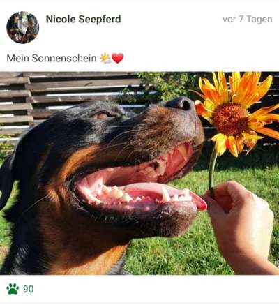 Challenge 23 : "  Euer Hund beim Frühlingserwachen "-Beitrag-Bild