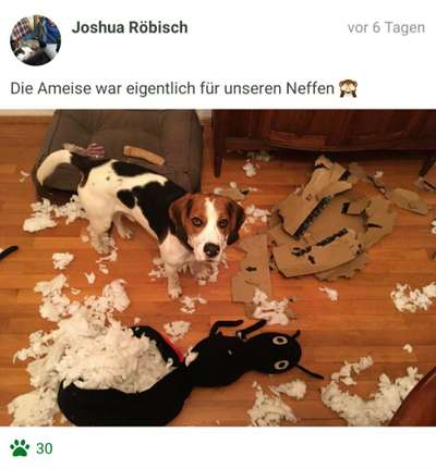 Challenge Nr. 20 - Mein Hund, der Dieb-Beitrag-Bild