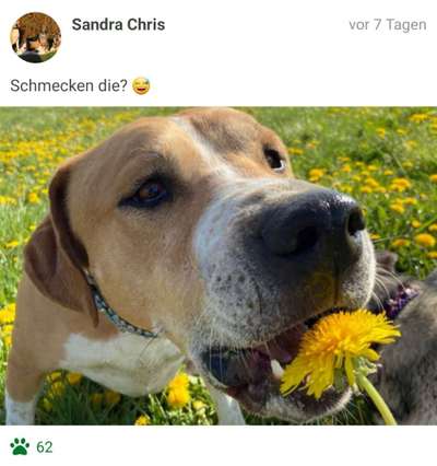 Challenge 23 : "  Euer Hund beim Frühlingserwachen "-Beitrag-Bild