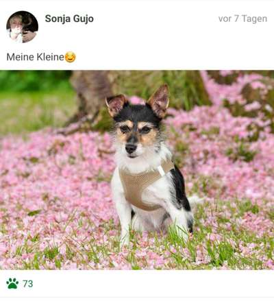 Challenge 23 : "  Euer Hund beim Frühlingserwachen "-Beitrag-Bild