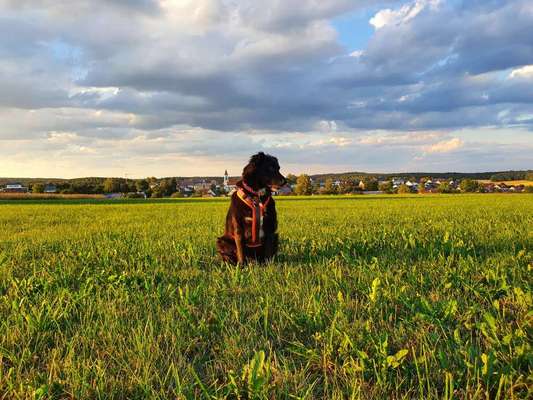 Die Dogorama Monats Challenge "Es grünt und blüht"-Beitrag-Bild