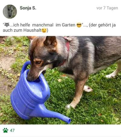 FOTOCHALLENGE: 25  Thema:  Hündische Haushaltshilfen-Beitrag-Bild