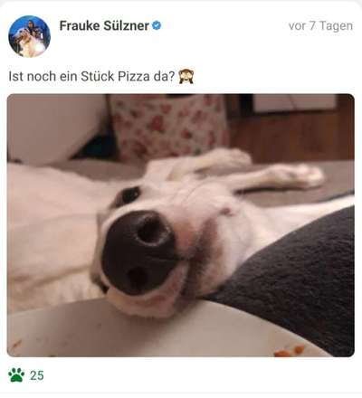 Fotochallenge 31 - Das perfekte Hundedinner-Beitrag-Bild