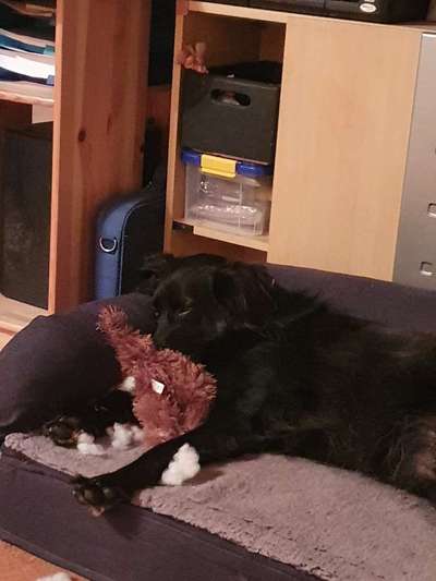 FOTOCHALLENGE: 25  Thema:  Hündische Haushaltshilfen-Beitrag-Bild