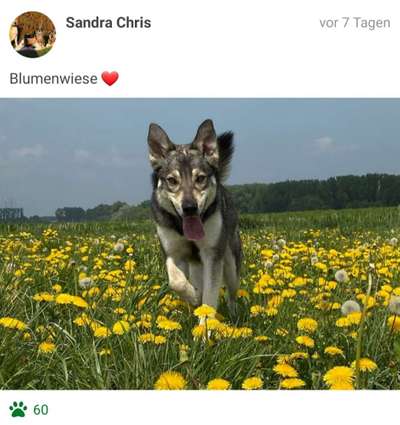 Challenge 23 : "  Euer Hund beim Frühlingserwachen "-Beitrag-Bild