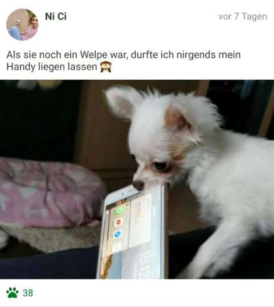 Challenge Nr. 20 - Mein Hund, der Dieb-Beitrag-Bild