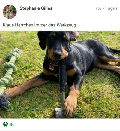 Challenge Nr. 20 - Mein Hund, der Dieb-Beitrag-Bild