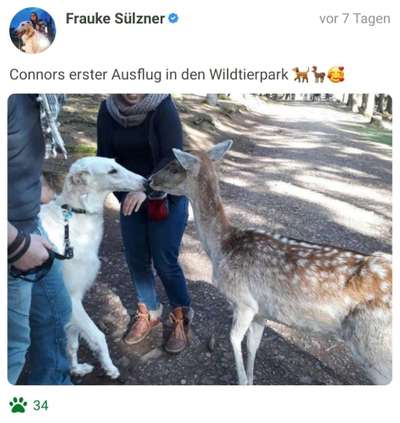 Challenge 33 - Du und dein Hund-Beitrag-Bild